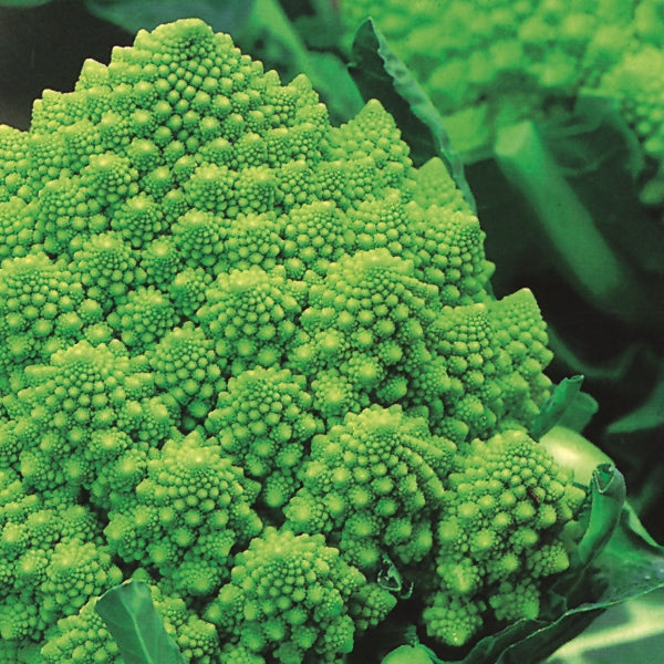 Romanesco cauliflower head with bright green fractal florets, fresh brassica ideal for vegetable patch or kitchen