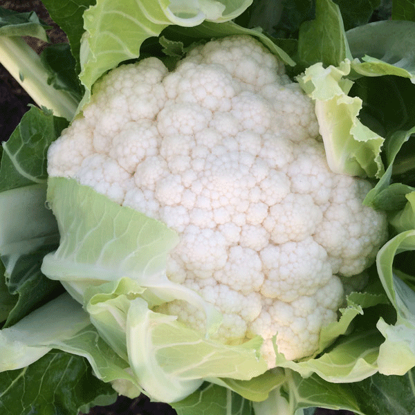 Cauliflower Zaragoza F1 hybrid seed packet featuring mature compact white curd