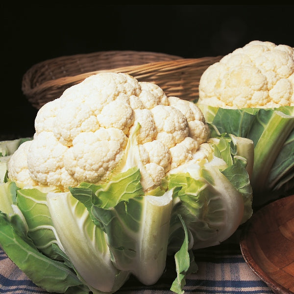 Autumn Giant cauliflower vegetable plant showing large white curd surrounded by broad green leaves