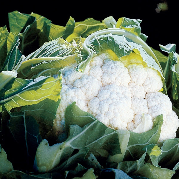 Aviron cauliflower vegetable with compact white curd and green outer leaves ready for harvesting