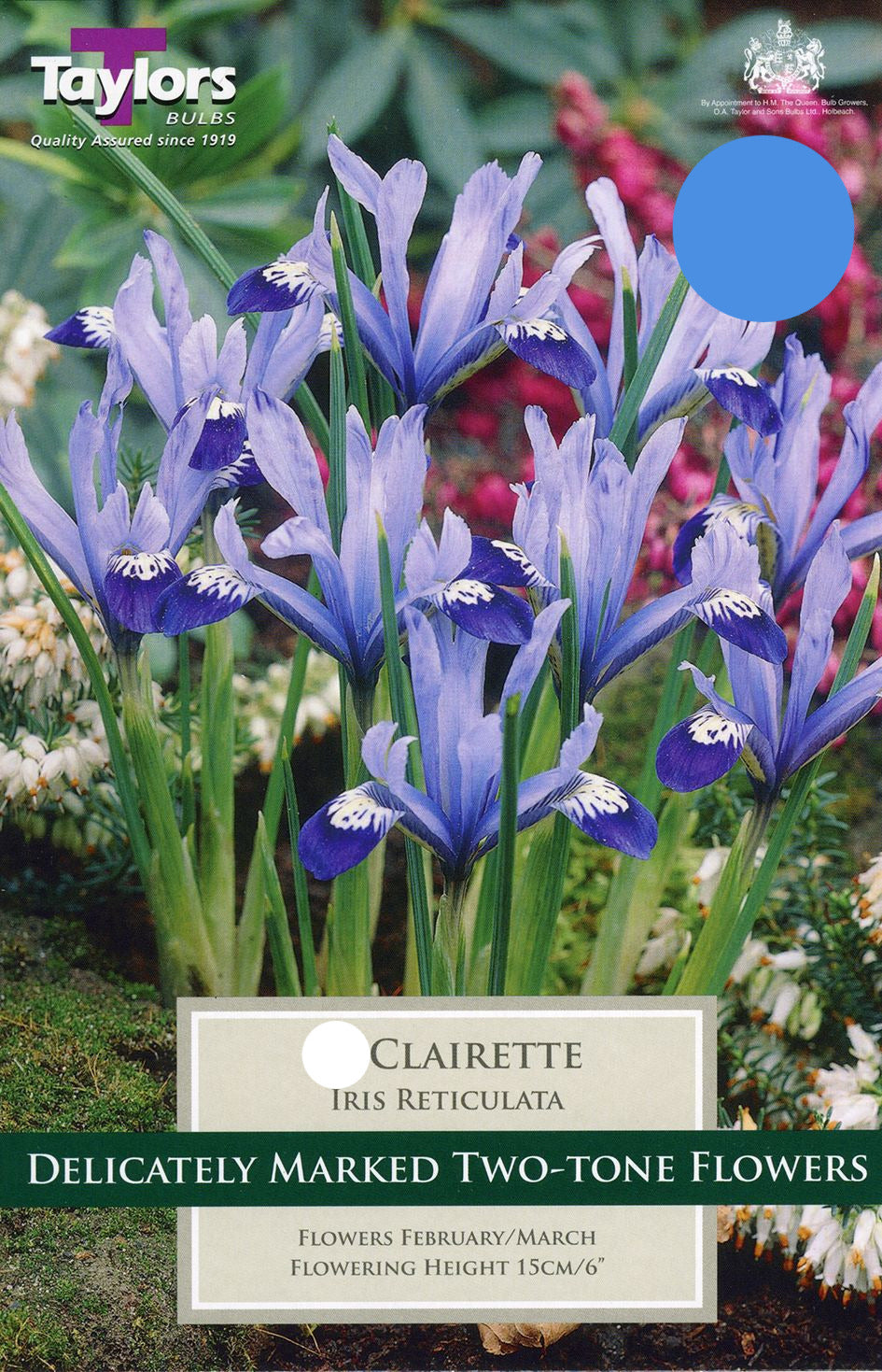 potted plant labelled Clairette showing pale pink clustered flowers and green foliage at Pengelly Garden Centre