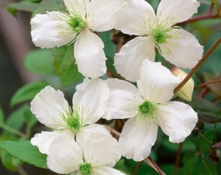 Clematis cirrhosa Wisley Cream winter-flowering climber with pale cream bell-shaped blooms on twining stems