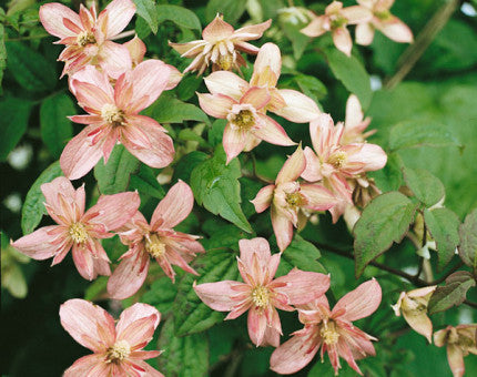 Clematis montana Marjorie climbing vine with soft pink single flowers and yellow centres among green foliage