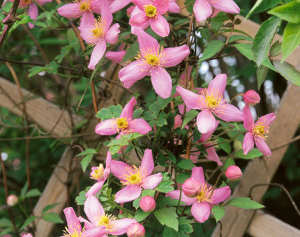 Clematis montana Odorata dense white fragrant flowers covering climbing vine on trellis