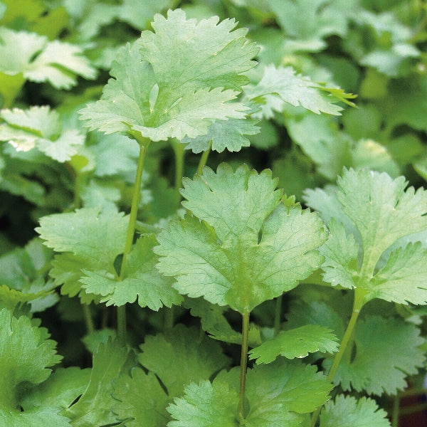 Fresh coriander herb plant with bright green feathery leaves in a pot, ready for kitchen herb garden and planting