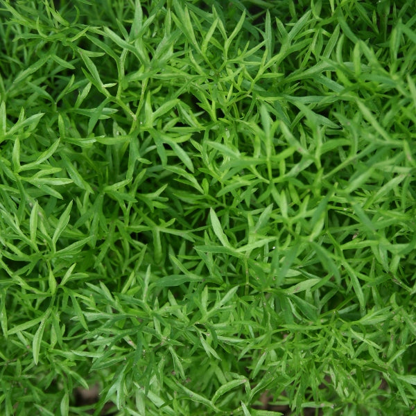 Coriander Confetti herb with delicate bright green lacy leaves in pot, fresh coriander for kitchen and garden