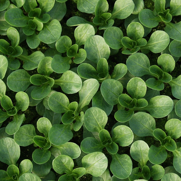 close-up of fresh corn salad mâche (lamb's lettuce) rosette of green salad leaves