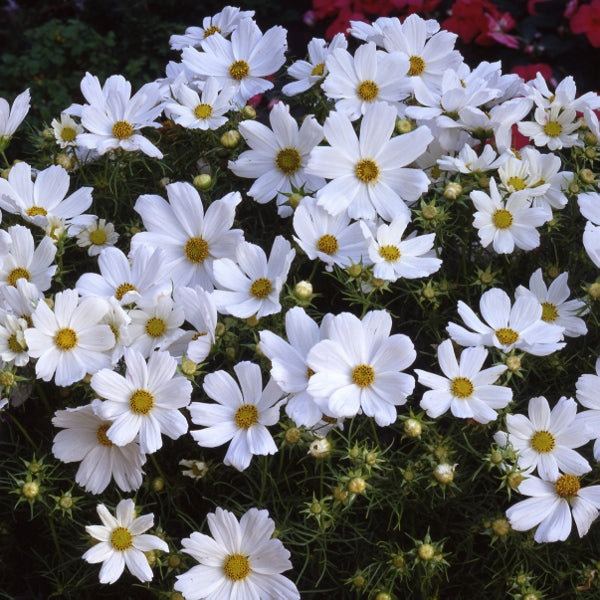 Cosmos bipinnatus Purity clear white daisy-like flowers with yellow centres and feathery, fern-like foliage in border