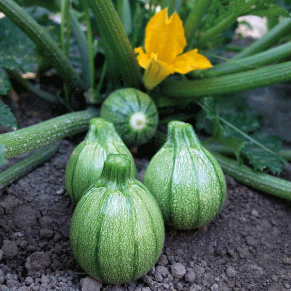 Courgette Boldenice variety plant bearing dark green elongated courgettes among large lobed leaves