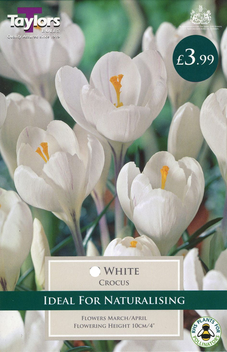 White crocus flowers (Crocus vernus) with bright orange stigmas in grassy spring garden, early flowering bulb