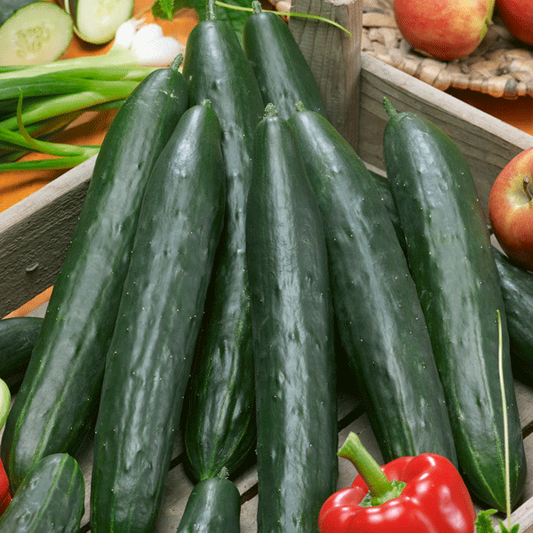 Burpless cucumber variety showing two long green cucumbers on vine with large serrated leaves