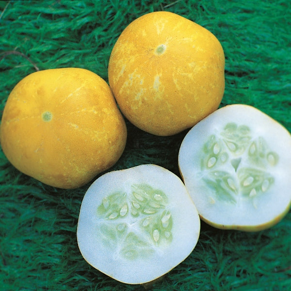 Cucumber Crystal Lemon pale yellow oblong fruits on vine with green leaves and yellow flowers for vegetable garden