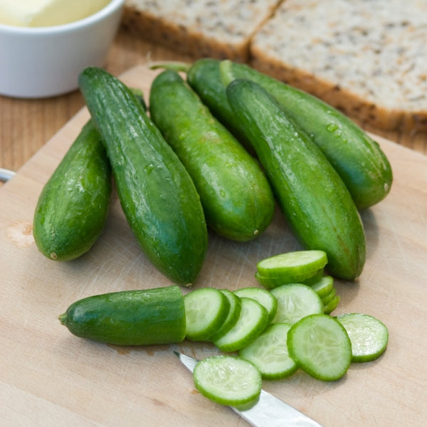 Mini Munch cucumber plant with several small dark-green cucumbers on a leafy vine, compact greenhouse variety