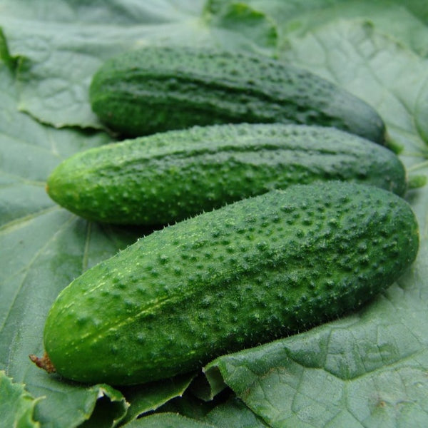 Cucumber Partner seed packet with ripe green cucumbers and cucumber vine leaves