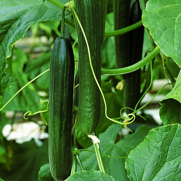 Cucumber Styx young cucumber plant in nursery pot with bamboo cane support ready to climb
