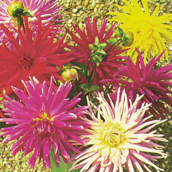 rich burgundy dahlia bloom with layered petals and glossy green foliage
