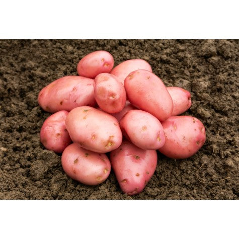 Desiree seed potatoes with red skin and creamy yellow flesh in wooden crate ready for planting
