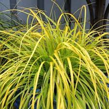 small evergreen shrub with glossy dark green leaves in black nursery pot at garden centre