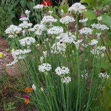garlic chives (Allium tuberosum) clump with white star-shaped flowers and flat green leaves, culinary herb
