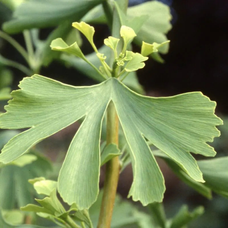 Ginkgo biloba tree with fan-shaped leaves turning golden yellow in autumn, garden specimen