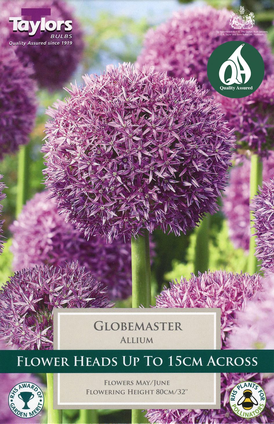 Allium Globemaster ornamental allium with large deep purple globe flower heads on tall stems