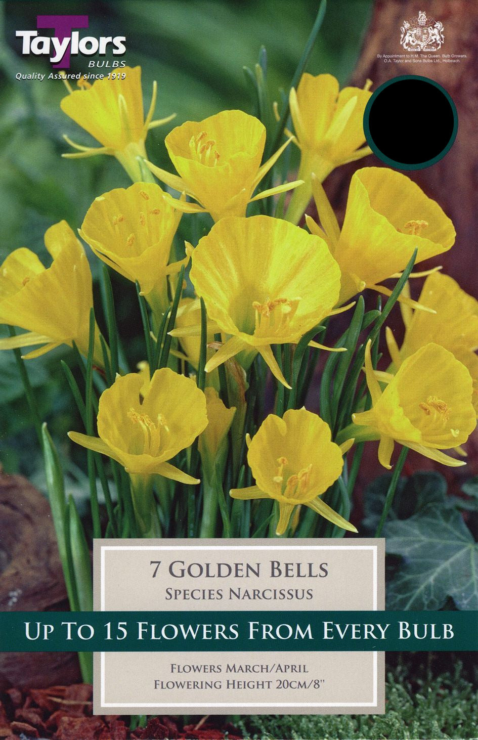 Golden-leaved variegated shrub in black nursery pot with bright yellow-green foliage