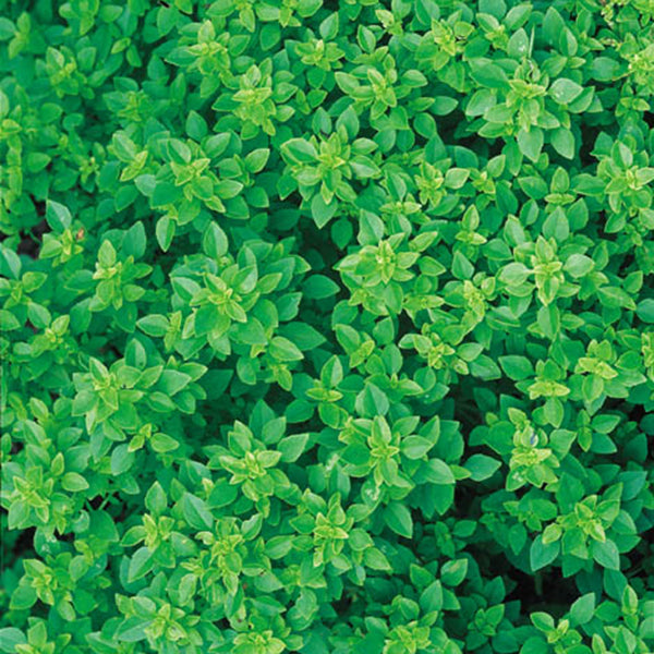 Greek basil plant in pot with small rounded aromatic leaves, compact culinary herb for salads and pesto