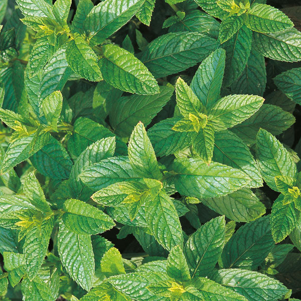 Fresh green mint plant with serrated leaves in plastic nursery pot at garden centre