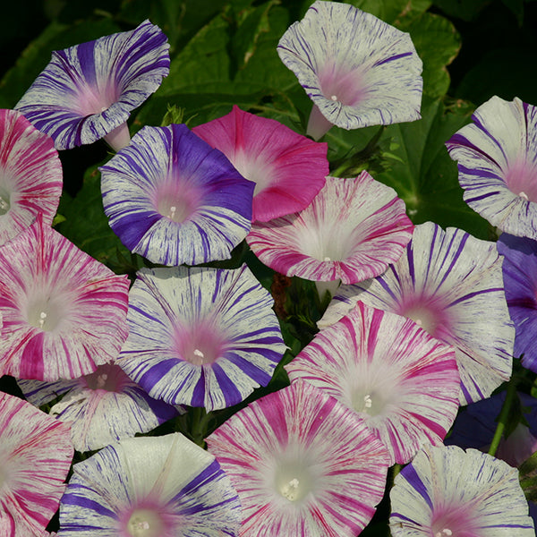 Ipomoea (morning glory) trailing plant with pink-lilac funnel-shaped flowers and green heart-shaped leaves on a trellis