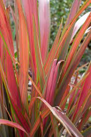 Variegated perennial Jester with lime green, burgundy and dark green marbled leaves in a black nursery pot