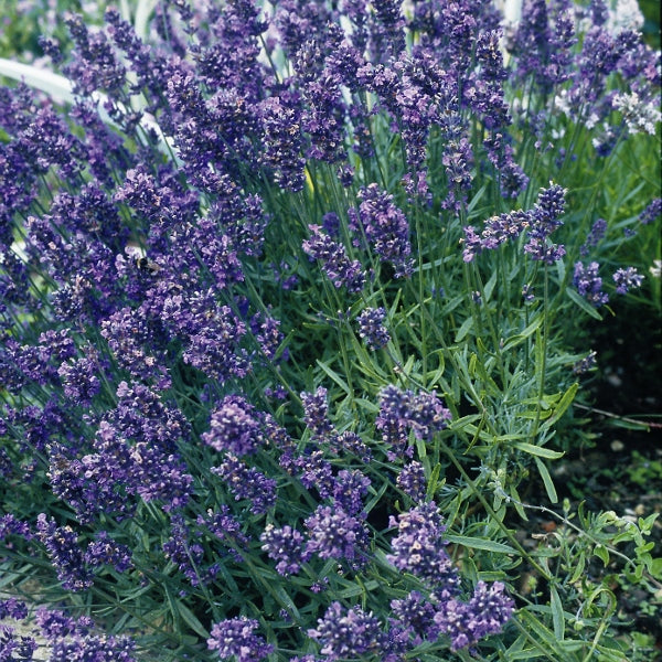 Lavandula angustifolia Munstead compact lavender with dense purple flower spikes and grey-green foliage
