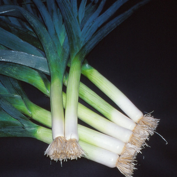 Bandit leeks with long white stems and green leaves planted in soil