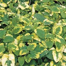 Variegated lemon balm (Melissa officinalis) plant with green and cream leaves in a pot