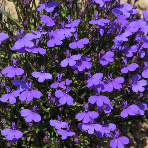 compact lobelia with masses of small vivid blue tubular flowers and green foliage, ideal for bedding and hanging baskets