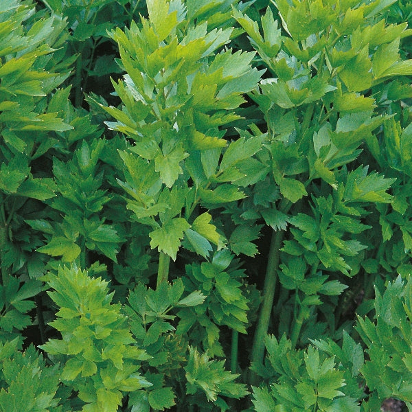 Lovage (Levisticum officinale) perennial culinary herb with tall stems and glossy celery-like green leaves