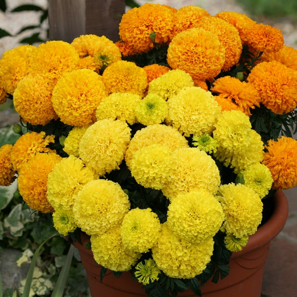 Marigold Dune (Tagetes) bright orange double blooms with dark green foliage, ideal garden bedding plant