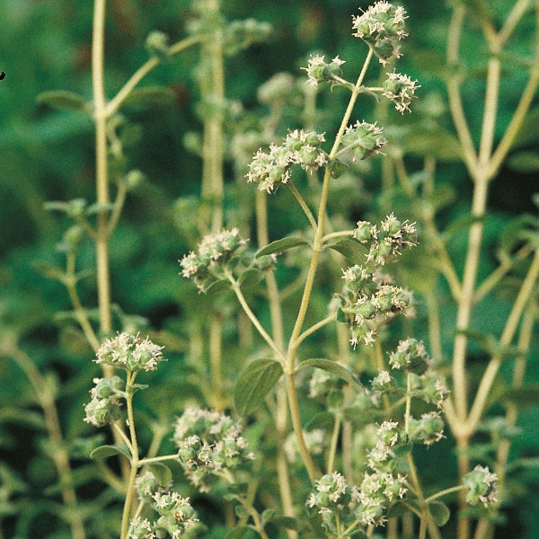 Potted marjoram (Origanum majorana) with soft aromatic green leaves, culinary herb for garden beds and kitchen pots