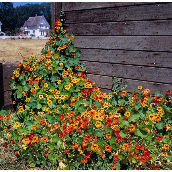Nasturtium (Tropaeolum) with bright orange edible flowers and round shield-shaped leaves on trailing stems