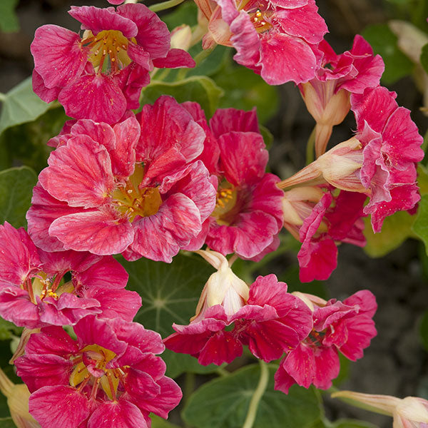 Bright orange nasturtium flowers with yellow centres and round shield-shaped green leaves, trailing garden plant
