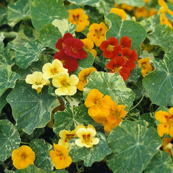 nasturtium plant with vibrant orange and red saucer-shaped flowers and round shield-like leaves trailing in a planter