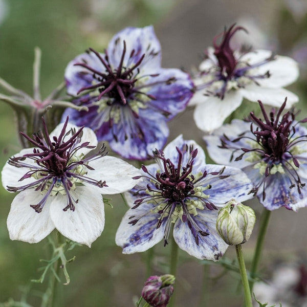 Blue Nigella damascena (love-in-a-mist) blooms with feathery green foliage and papery seed pods