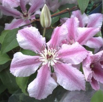 Ooh La La bedding plant with bright magenta flowers in nursery tray at Pengelly Garden Centre