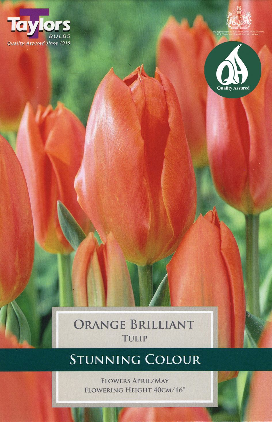 Cluster of brilliant orange double flowers with glossy green leaves, bright bedding plant for summer borders and containers