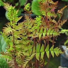 Assorted outdoor plants and shrubs on nursery benches at Pengelly Garden Centre