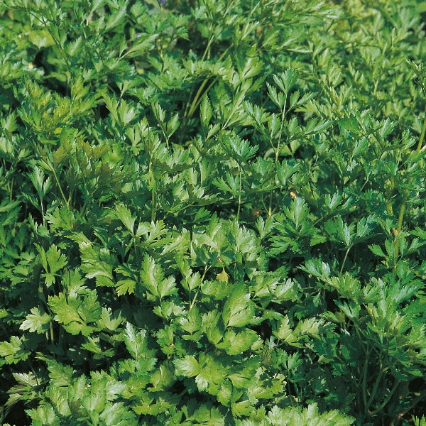 Plain-leaved parsley (Italian flat-leaf parsley) herb plant with bright green flat serrated leaves