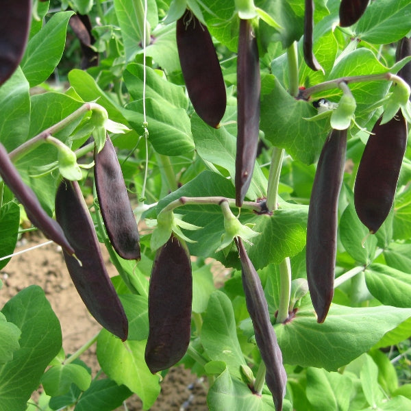 Pea Shiraz climbing plants with fresh green pods and tendrils on mesh support