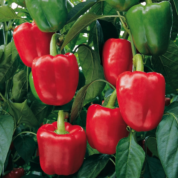 Bendigo pepper plant with glossy red and green blocky peppers among green leaves, ready for harvest