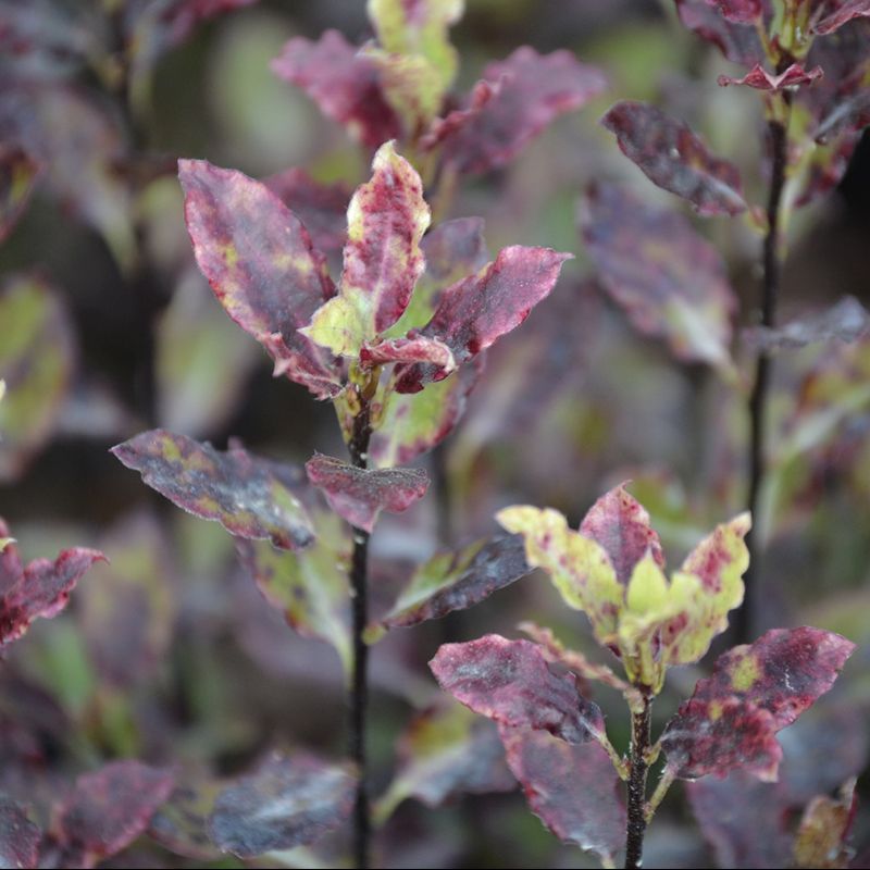 Compact pittosporum shrub with glossy oval green leaves in a Cornwall garden border, evergreen ornamental hedge plant