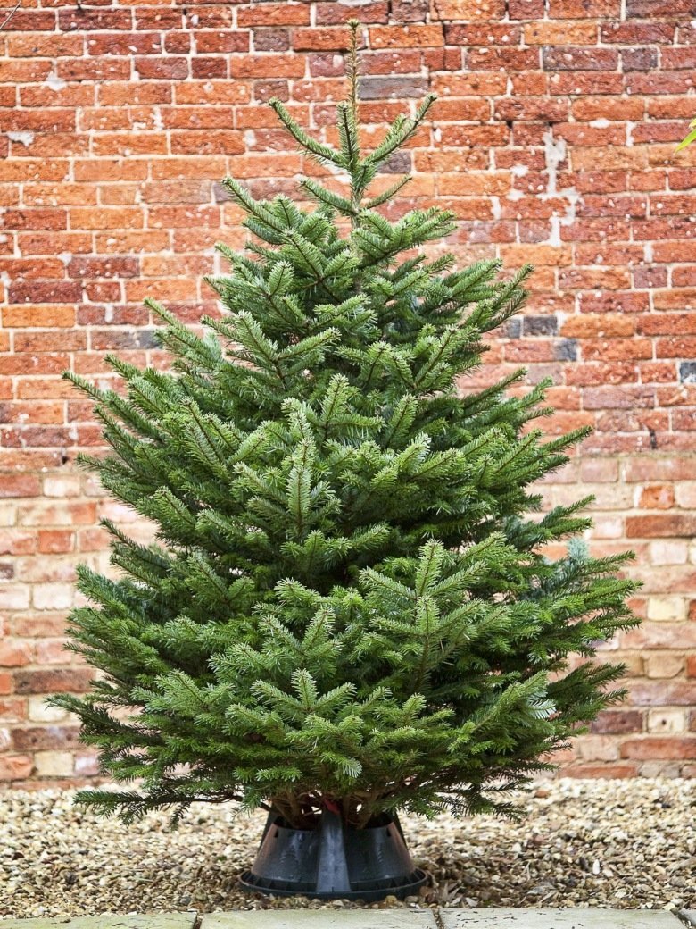 Premium Nordmann fir Christmas tree with dense dark green needles and full symmetrical conical shape