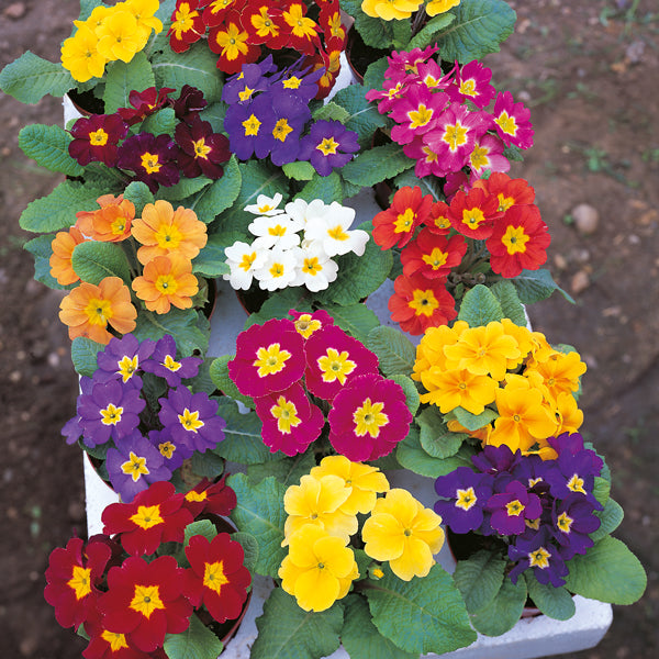 Pack of mixed-colour primula bedding plants in black nursery tray ready for planting